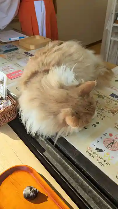 駒込妙義神社の動物