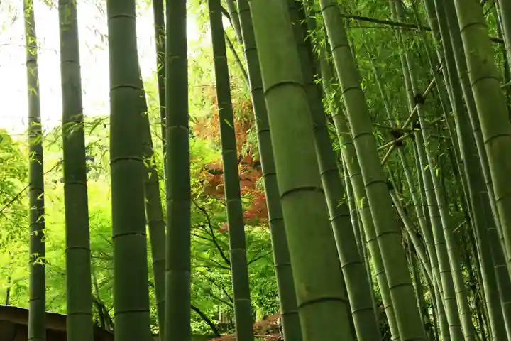 報国寺(神奈川県)