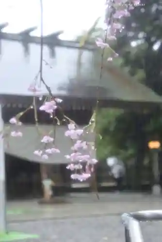 阿佐ヶ谷神明宮(東京都)