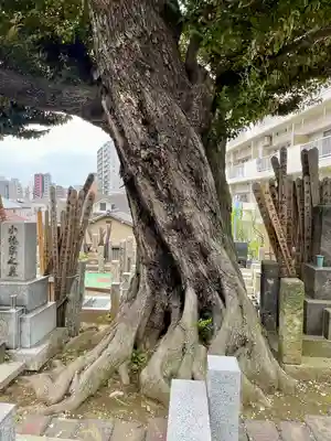 青雲寺(東京都)