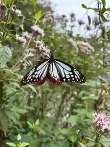 普門寺(切り絵御朱印発祥の寺)(愛知県)(2024年10月26日(土) 16時57分09秒投稿)