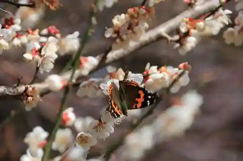 鹿島大神宮の動物