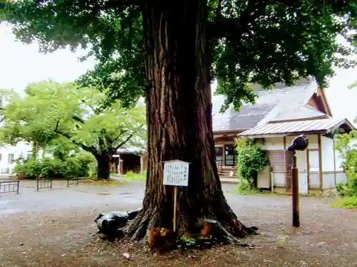 恵隆寺(立木千手観音)の自然