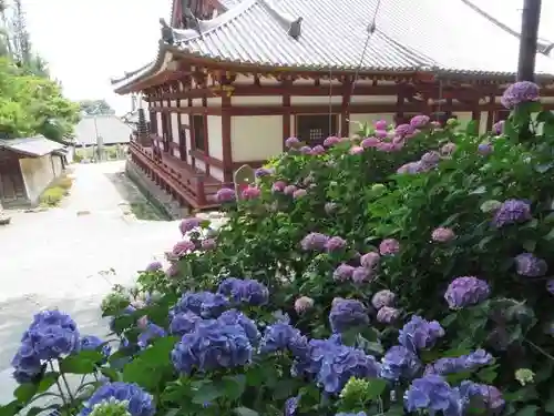 矢田寺(奈良県)