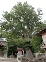 三国神社の自然