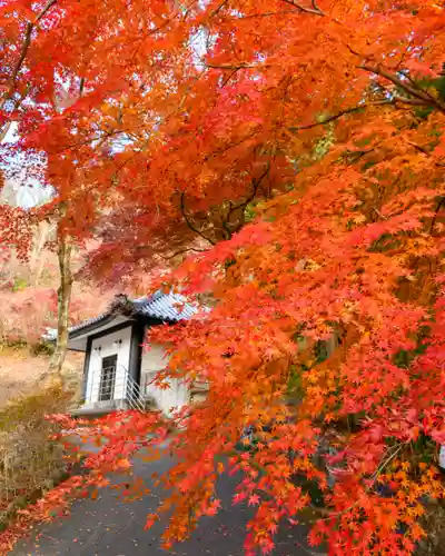 普門寺(切り絵御朱印発祥の寺)の自然