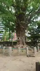 磐井神社の自然