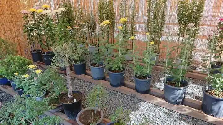 旭鎮守八幡神社の自然