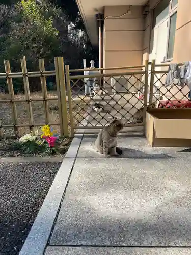 白金氷川神社の動物