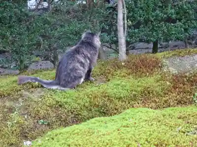 御誕生寺（猫寺）(福井県)