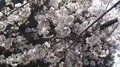 鶴岡八幡宮(神奈川県)