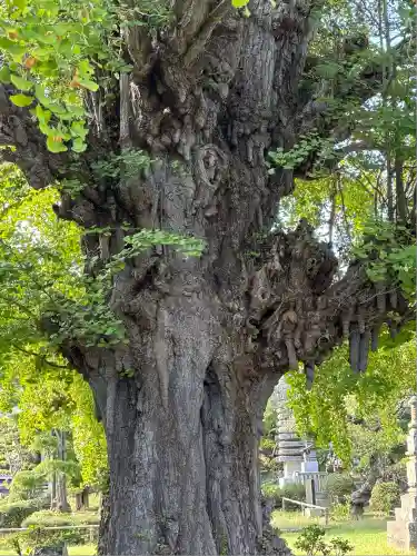 西光院(茨城県)