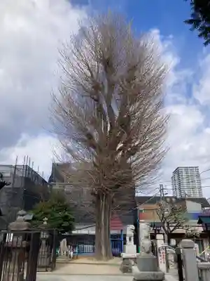 杉田八幡神社（杉田八幡宮）(神奈川県)
