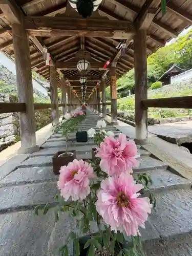 長谷寺の{uncategorized: "未分類", other: "その他", undefined: "問題あり", building: "その他建物", grave: "お墓", sacred_gate: "鳥居", guardian: "狛犬", statue: "像", buddha: "仏像", history: "歴史", nature: "自然", garden: "庭園", animal: "動物", pagoda: "塔", temizu: "手水舎", mountain_gate: "山門・神門", sanctuary: "本殿・本堂", subordinate: "末社・摂社", art: "芸術", scenery: "景色", jizo: "地蔵", ema: "絵馬", goshuin: "御朱印", omikuji: "おみくじ", items: "授与品その他", amulet: "お守り", goshuincho: "御朱印帳", eats: "食事", festival: "お祭り", votive_dance: "神楽", shichigosan: "七五三参", wedding: "結婚式", experience: "体験その他", initially: "初詣", around: "周辺", anti_infection: "感染症対策"}