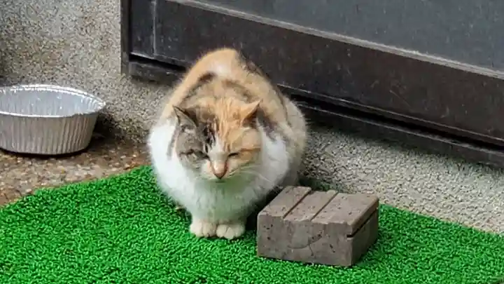 歓喜神社の動物