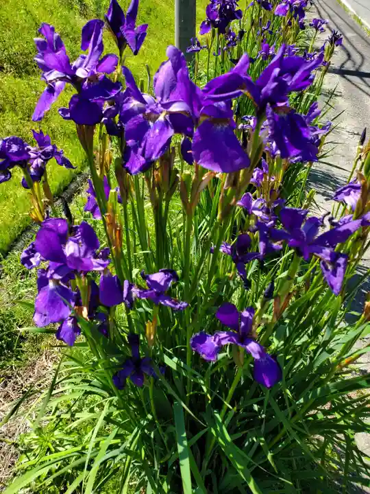 高司神社〜むすびの神の鎮まる社〜の自然