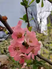 成子天神社の自然