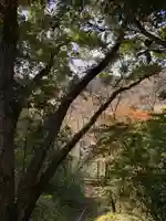 八坂神社の自然