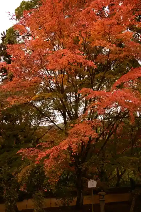 十輪寺(京都府)