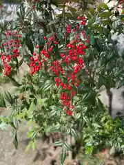 涌泉寺の自然