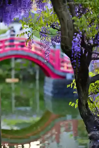 亀戸天神社(東京都)
