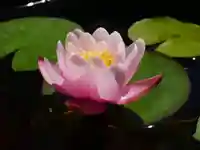 極楽山 浄土寺の自然