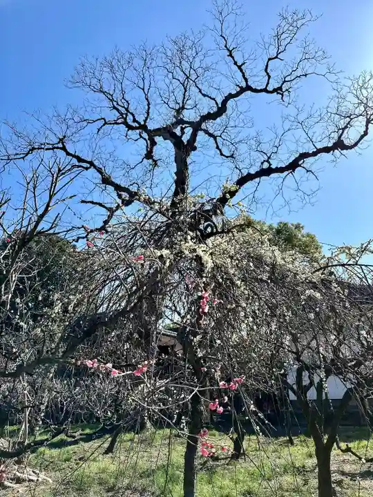 道明寺天満宮(大阪府)