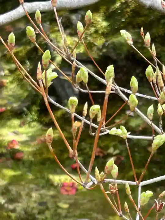 霊鑑寺門跡(京都府)
