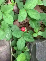 富部神社の自然