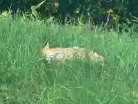 留辺蘂神社の動物