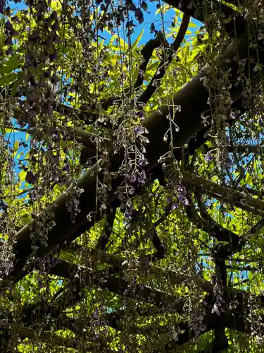笠間稲荷神社の自然
