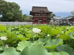 伊賀八幡宮の自然