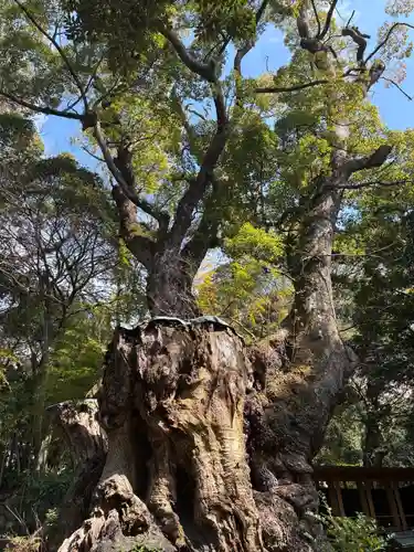 來宮神社(静岡県)