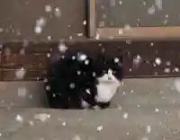 今市報徳二宮神社(栃木県)