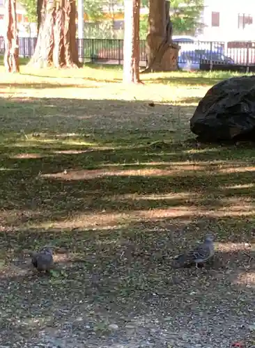 北広島市総鎮守　廣島神社の動物