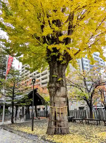 北海道神宮頓宮の自然