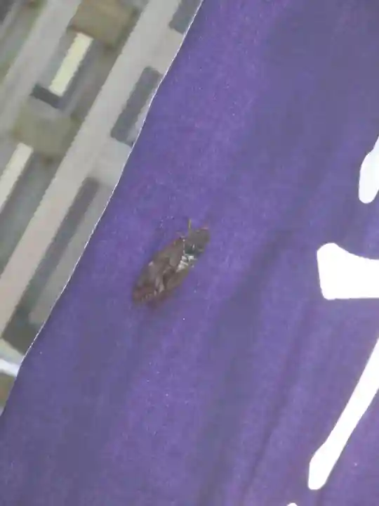 お三の宮日枝神社の動物