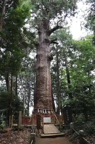 麻賀多神社の自然