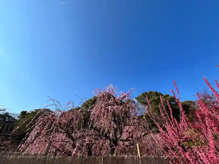 結城神社の{uncategorized: "未分類", other: "その他", undefined: "問題あり", building: "その他建物", grave: "お墓", sacred_gate: "鳥居", guardian: "狛犬", statue: "像", buddha: "仏像", history: "歴史", nature: "自然", garden: "庭園", animal: "動物", pagoda: "塔", temizu: "手水舎", mountain_gate: "山門・神門", sanctuary: "本殿・本堂", subordinate: "末社・摂社", art: "芸術", scenery: "景色", jizo: "地蔵", ema: "絵馬", goshuin: "御朱印", omikuji: "おみくじ", items: "授与品その他", amulet: "お守り", goshuincho: "御朱印帳", eats: "食事", festival: "お祭り", votive_dance: "神楽", shichigosan: "七五三参", wedding: "結婚式", experience: "体験その他", initially: "初詣", around: "周辺", anti_infection: "感染症対策"}