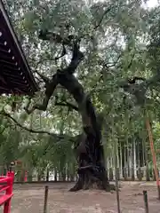 小川諏訪神社(福島県)