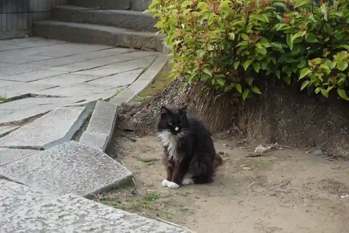 鳩ヶ谷氷川神社の動物