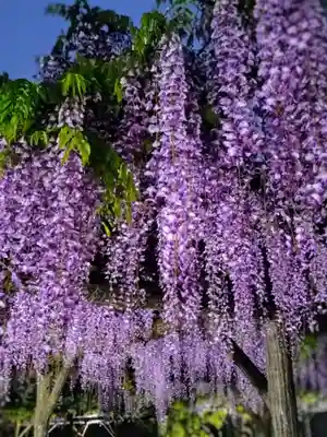 亀戸天神社(東京都)