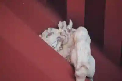 日光二荒山神社の芸術