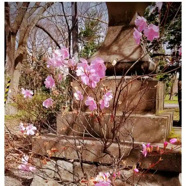 彌彦神社 (伊夜日子神社)の自然