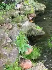 富士山本宮浅間大社の動物