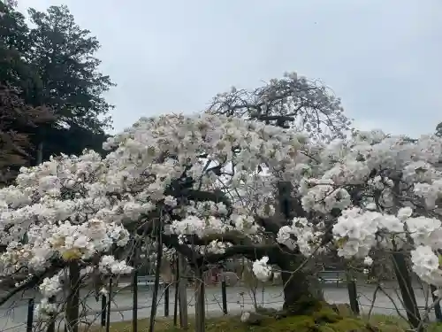 大原野神社の{uncategorized: "未分類", other: "その他", undefined: "問題あり", building: "その他建物", grave: "お墓", sacred_gate: "鳥居", guardian: "狛犬", statue: "像", buddha: "仏像", history: "歴史", nature: "自然", garden: "庭園", animal: "動物", pagoda: "塔", temizu: "手水舎", mountain_gate: "山門・神門", sanctuary: "本殿・本堂", subordinate: "末社・摂社", art: "芸術", scenery: "景色", jizo: "地蔵", ema: "絵馬", goshuin: "御朱印", omikuji: "おみくじ", items: "授与品その他", amulet: "お守り", goshuincho: "御朱印帳", eats: "食事", festival: "お祭り", votive_dance: "神楽", shichigosan: "七五三参", wedding: "結婚式", experience: "体験その他", initially: "初詣", around: "周辺", anti_infection: "感染症対策"}