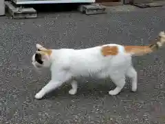 唐澤山神社の動物