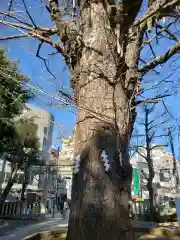 鳩森八幡神社の自然