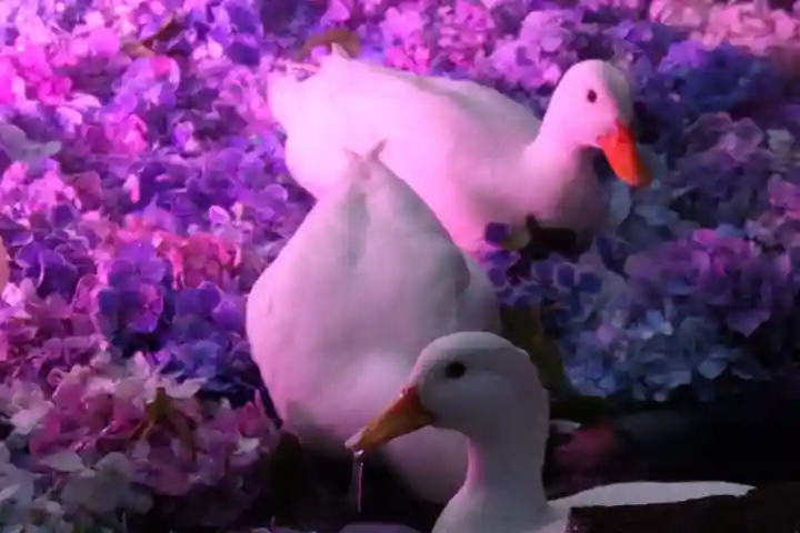 楽法寺(雨引観音)の動物