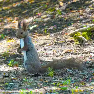 美幌神社の動物(2024年05月25日(土) 08時03分03秒投稿)